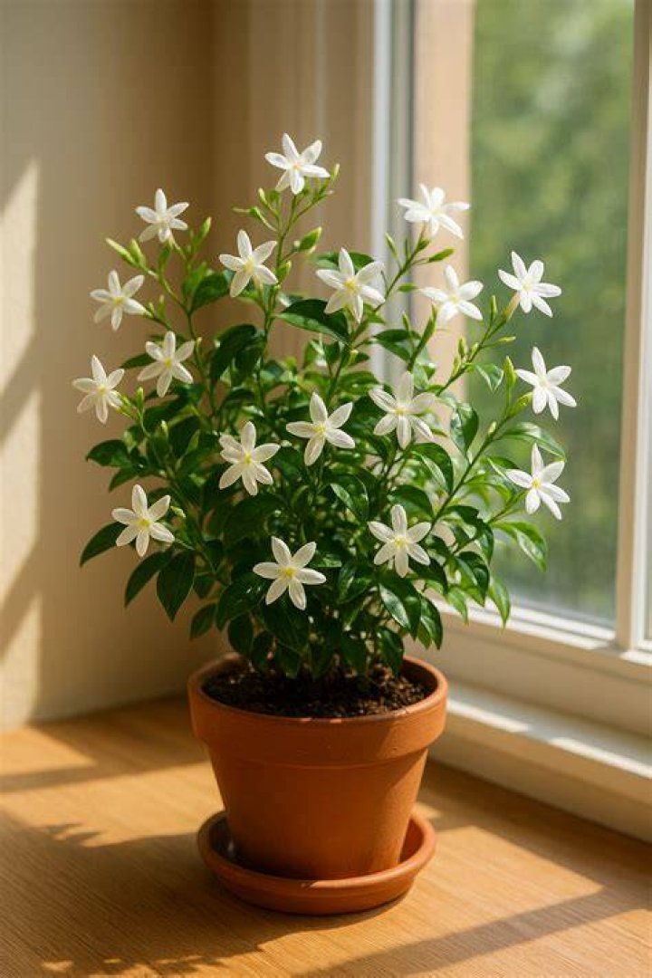 Home Jasmine For US